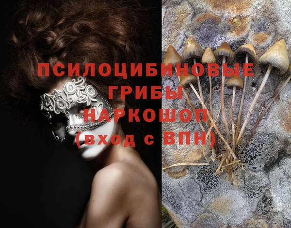 шишки Няндома